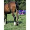 Jammies Three Piece Tail Wrap - Electric Waves -Horse Tack Supplies 400033 800 800