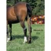 Jammies Three Piece Tail Wrap - Flower Power -Horse Tack Supplies 400034 800 800