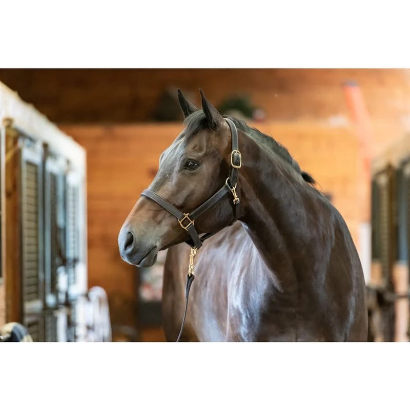 Perri's 1" Leather Track Turnout Halter W/Snap - Black 4 Perri's 1" Leather Track Turnout Halter W/Snap - Black - Image 2