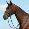 Collegiate Syntovia+ Plain Flat Running Martingale - Brown 1 Collegiate Syntovia+ Plain Flat Running Martingale - Brown -Horse Tack Supplies 535866 800 800
