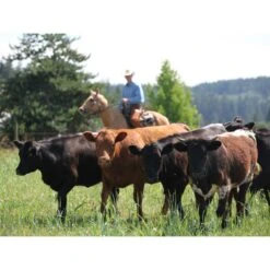 Toklat RanchBoss Western Fleece Cinch - Brown -Horse Tack Supplies 547719 800 800