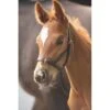 Blenheim Leather Foal Slip - Havana -Horse Tack Supplies 554533 800 800