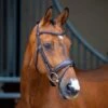 Shires Velociti Lusso Dressage Flash Bridle - Havana -Horse Tack Supplies 674216 800 800