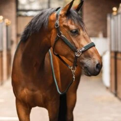B Vertigo Evolve Leather Halter W/Braided Accents - Jungle Green -Horse Tack Supplies 698824 800 800