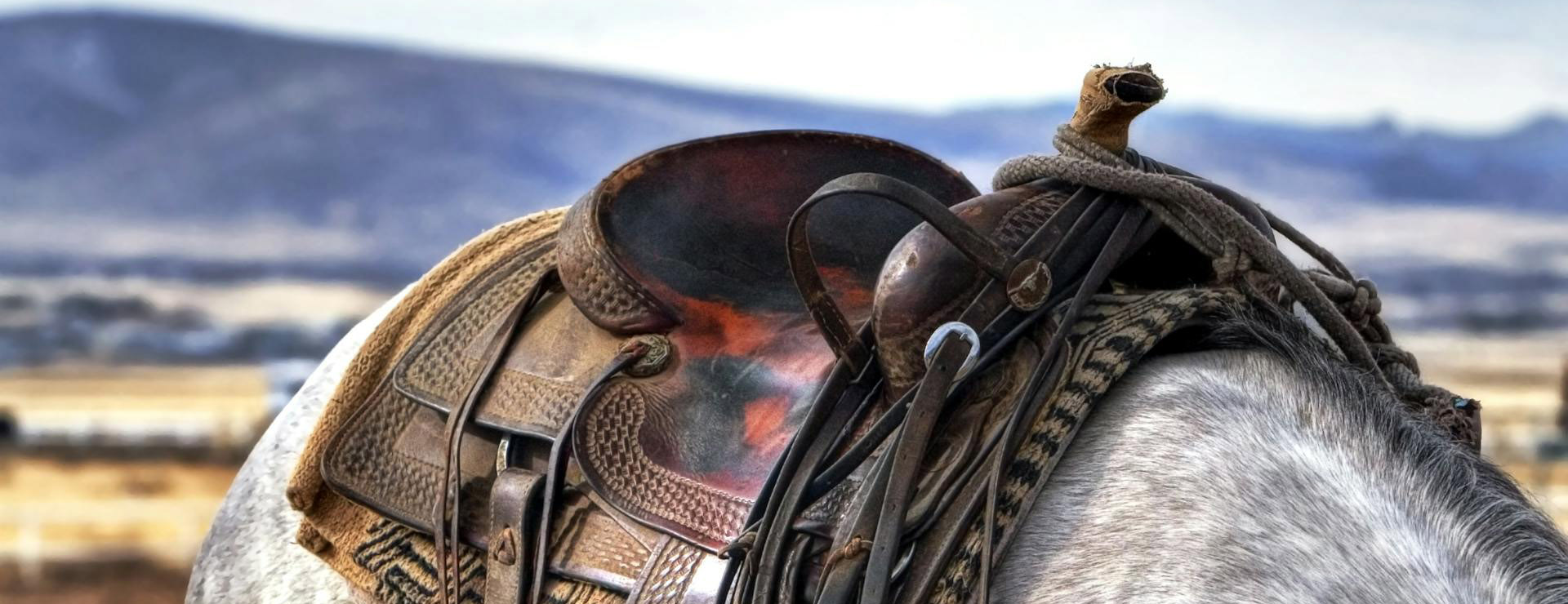 Horse Tack Supplies 1 Horse Tack Supplies -Horse Tack Supplies pexels pixabay 53136